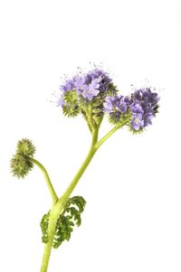 Close-up of purple flowering plant against white background