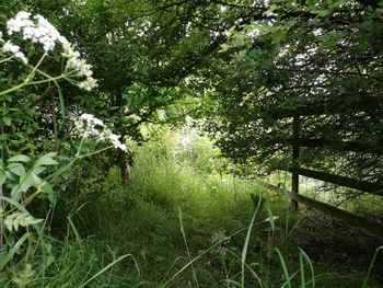 Plants growing on field