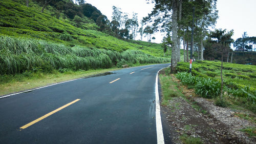 Empty road along trees and plants