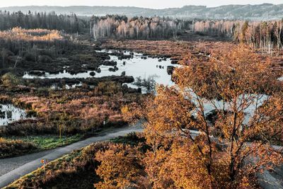 Moor landscape