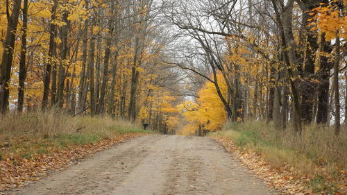 Road amidst trees in forest during autumn