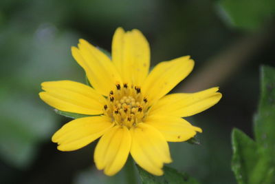 Close-up of yellow flower growing in park