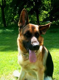 Portrait of dog in park