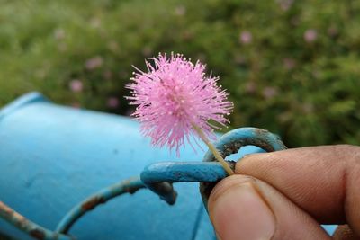 Close-up of hand holding pink flower