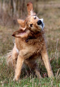 Dog on grassy field