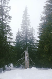 Snow covered pine trees in forest