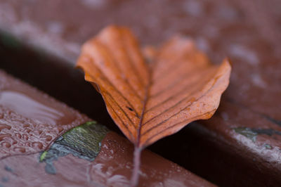Close-up of dry leaf on ground