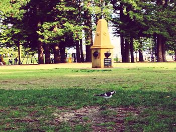 Trees in park