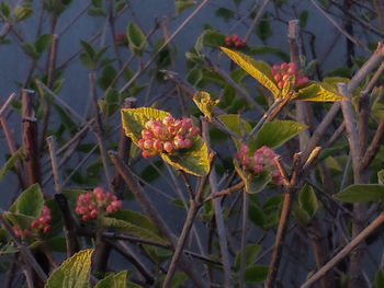 Close-up of pink flowers