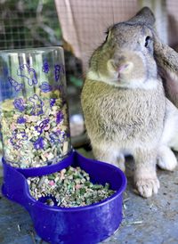 Close-up of rabbit and his feeder 