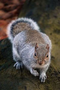 Close-up portrait of squirrel