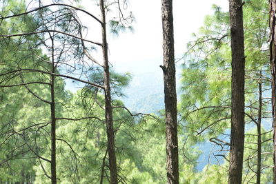 Low angle view of trees in forest against sky