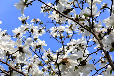 Low angle view of apple blossoms in spring