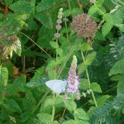 High angle view of purple flowering plant