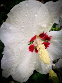 Close-up of wet white rose flower