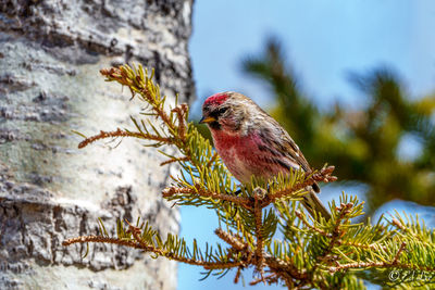 Male common redpoll perching in a spruce
