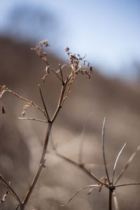 Close-up of dried plant