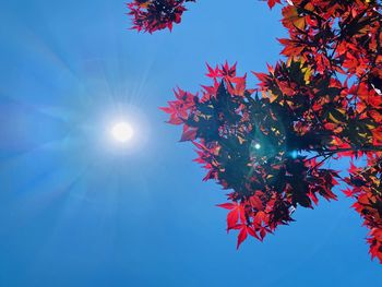 Low angle view of autumn tree against sky