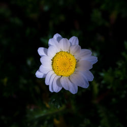 Close-up of yellow flower