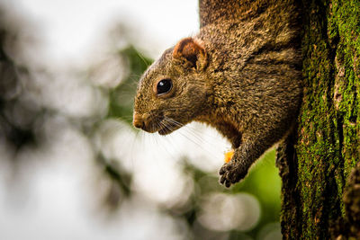 Close-up of squirrel