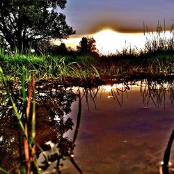 Reflection of trees in lake against sky during sunset