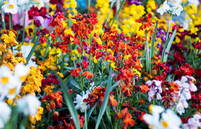 Close-up of multi colored flowers