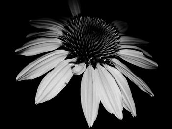 Close-up of flower over black background