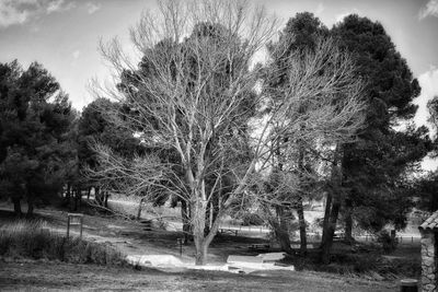 Trees on landscape against sky