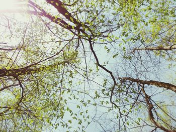 Low angle view of trees