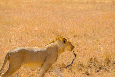 Side view of a cat, lion 