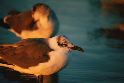 Close-up of bird