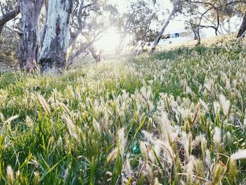 Grass and trees in park