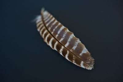 Close-up of spiral black background