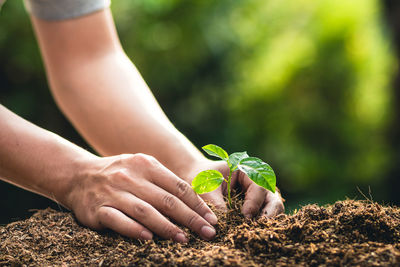 Cropped hands planting sapling in dirt