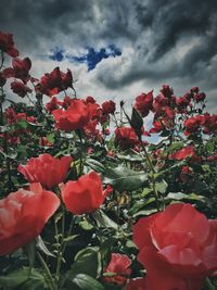 Close-up of red poppy flower in field