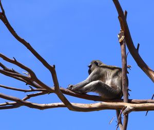 Low angle view of monkey on tree against clear blue sky