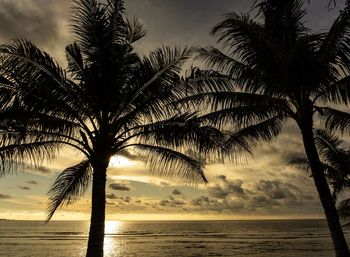 Palm trees on beach against sky during sunset