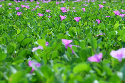 Close-up of blue flowers blooming outdoors