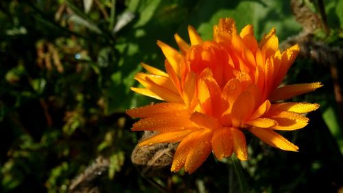 Close-up of orange flower