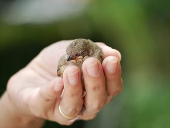 Close-up of human hand holding young bird
