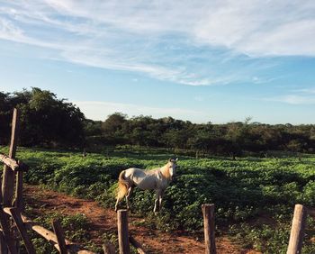 Horse standing by trees against sky