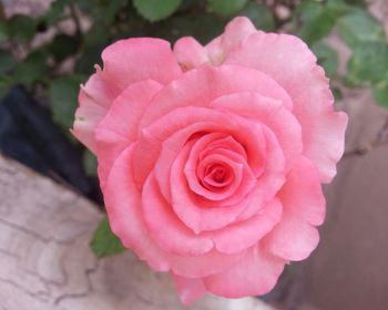 Close-up of pink rose