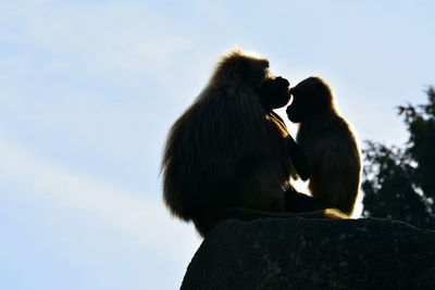 Low angle view of monkey sitting on rock against sky