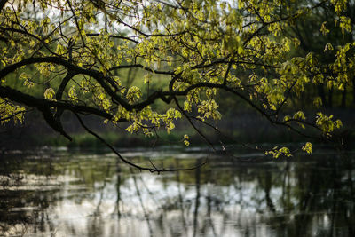 Reflection of trees in lake