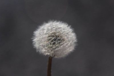 Close-up of dandelion flower