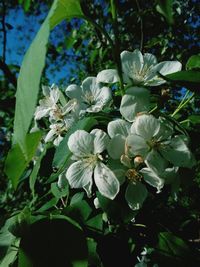 Close-up of blooming tree