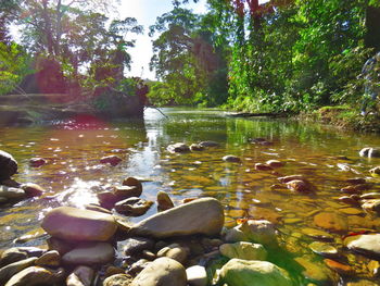 Scenic view of river in forest