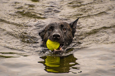 Portrait of dog with ball in lake