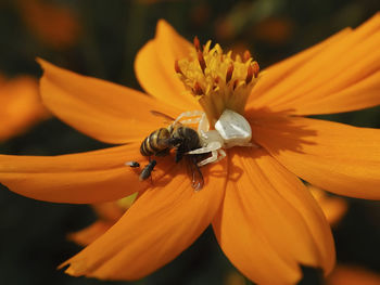 High angle view of insects pollinating on flower