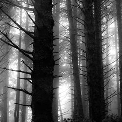 Low angle view of trees in forest